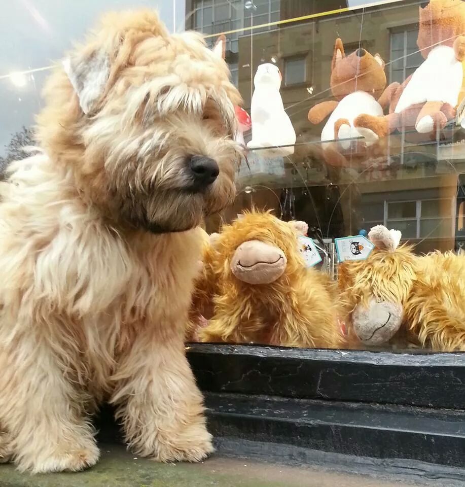 teddy bear wheaten terrier