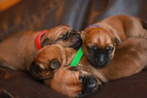puppers2