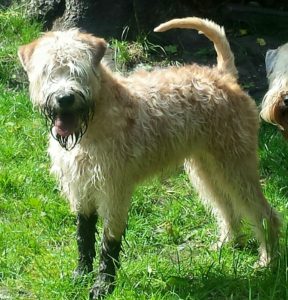 shoogle in mud